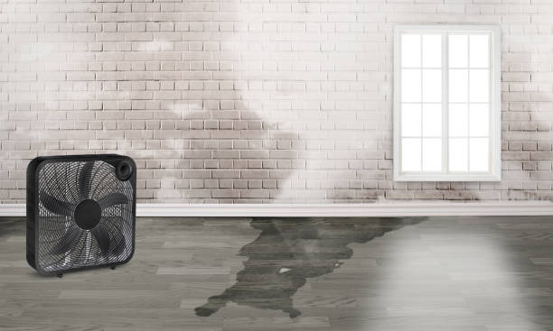 Best Sewage cleanup and water damage restoration  in Bayard, NE